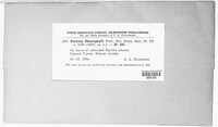 Puccinia chaerophylli image
